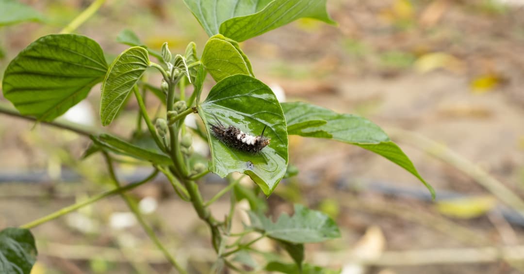 Obdélníkový magazín na šířku (25)